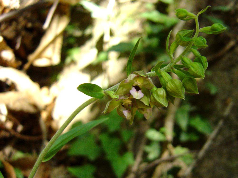 Epipactis helleborine